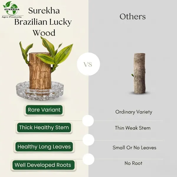 Brazilian_Wood_Plant_With_Pot