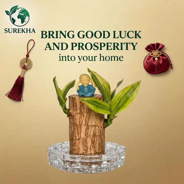 Brazilian_Wood_Plant_With_Pot