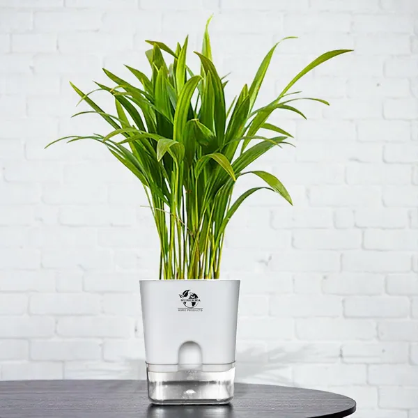 Areca_Palm_Indoor_Plant_In_Self_Watering_Pot