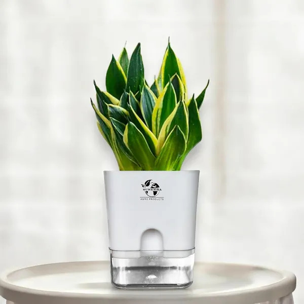 Snake_Plant_(Golden_Hahnii)_With_Self_Watering_Pot