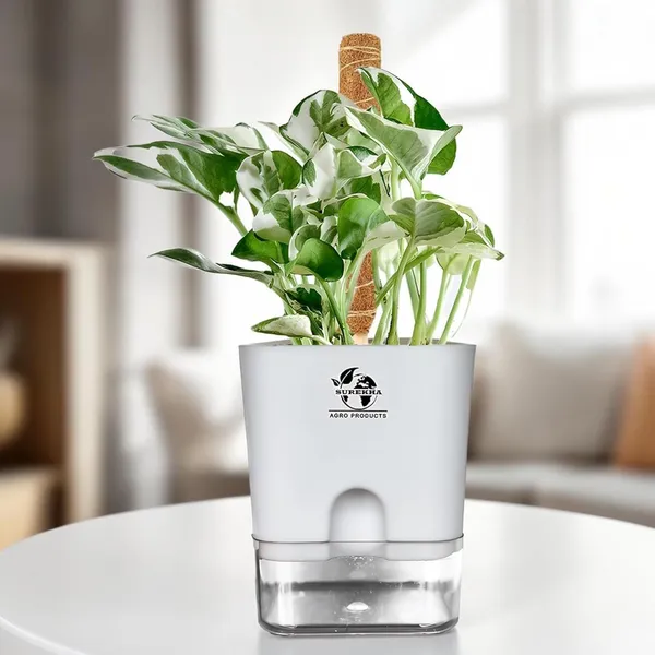 Money_Plant_N'Joy_In_Self_Watering_Pot
