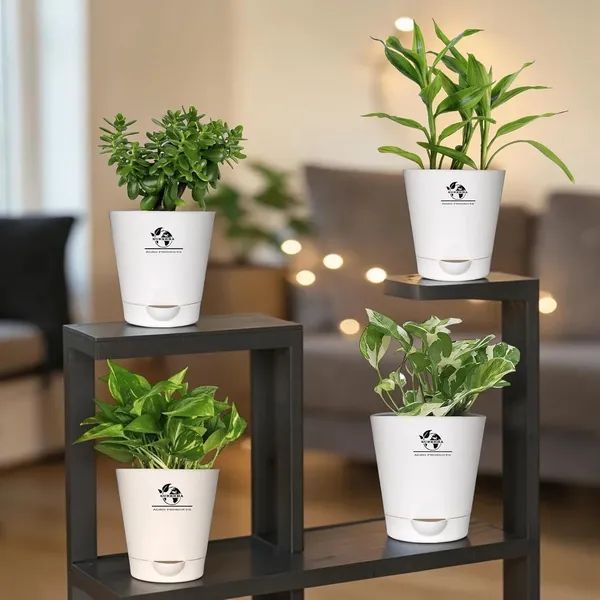 Indoor_Air_Purifier_Plant_Bundle_Pack_Of_4