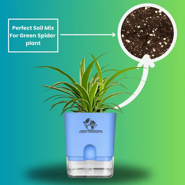 Spider_Plant_With_Self_Watering_Pot