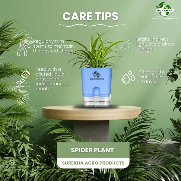Spider_Plant_With_Self_Watering_Pot