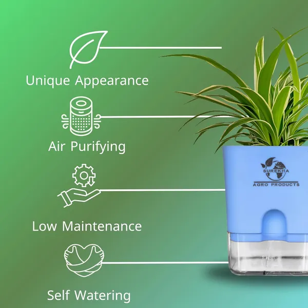 Spider_Plant_With_Self_Watering_Pot
