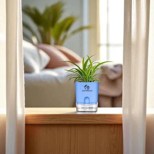 Spider_Plant_With_Self_Watering_Pot