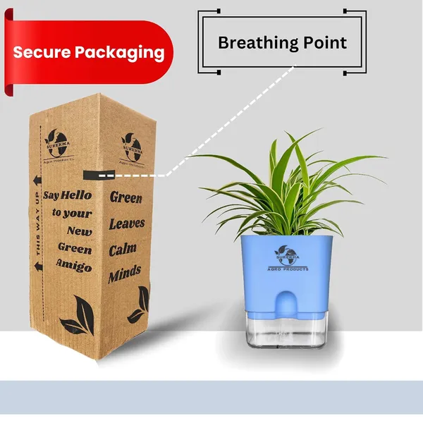 Spider_Plant_With_Self_Watering_Pot
