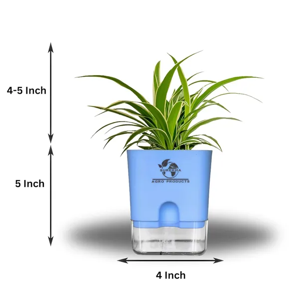 Spider_Plant_With_Self_Watering_Pot