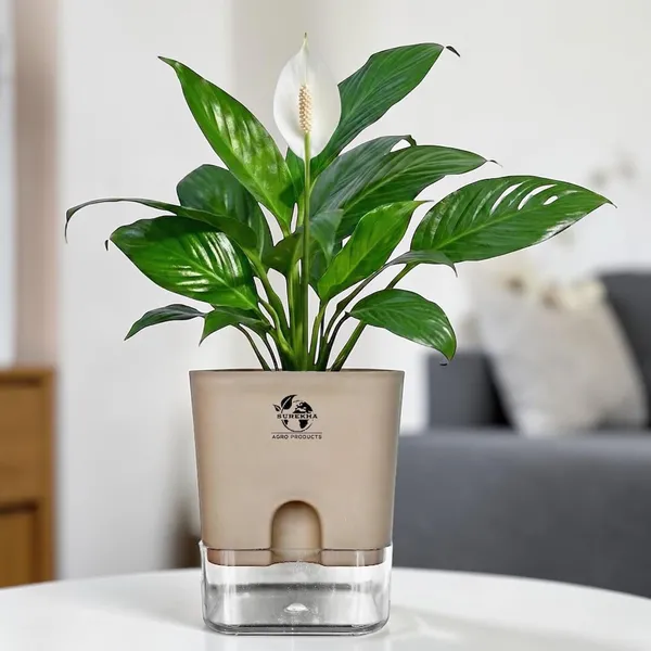 Peace_Lily_Live_Plant_With_Self_Watering_Pot