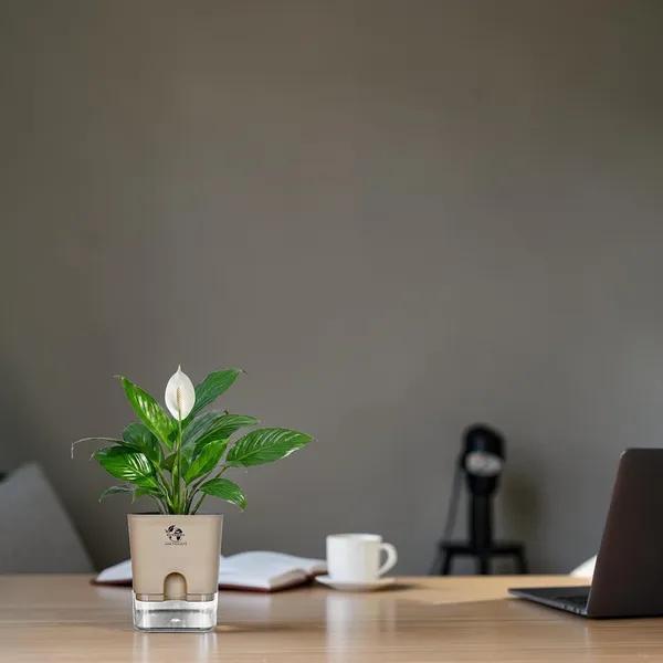 Peace_Lily_Live_Plant_With_Self_Watering_Pot