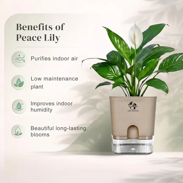 Peace_Lily_Live_Plant_With_Self_Watering_Pot
