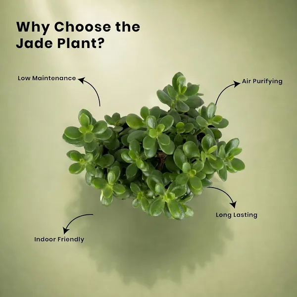 Jade_Plant_With_Self_Watering_Pot