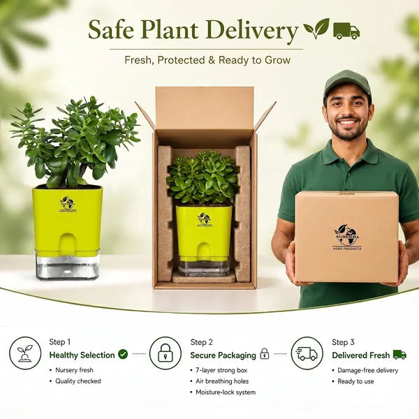 Jade_Plant_With_Self_Watering_Pot