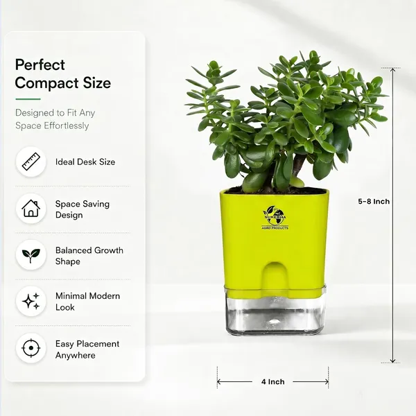 Jade_Plant_With_Self_Watering_Pot