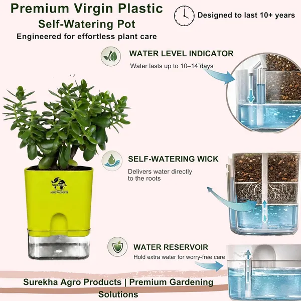 Jade_Plant_With_Self_Watering_Pot
