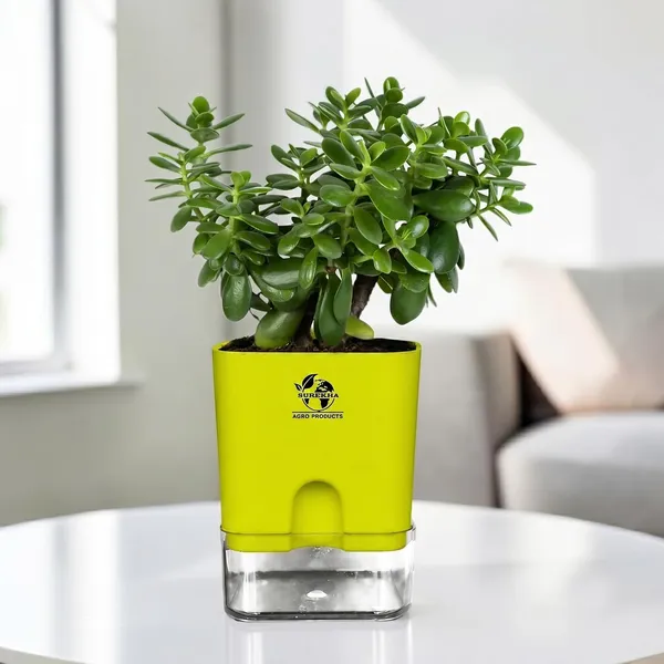 Jade_Plant_With_Self_Watering_Pot