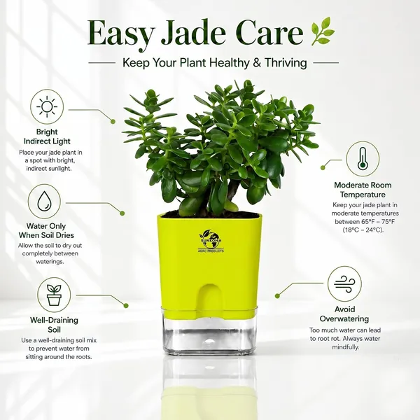 Jade_Plant_With_Self_Watering_Pot