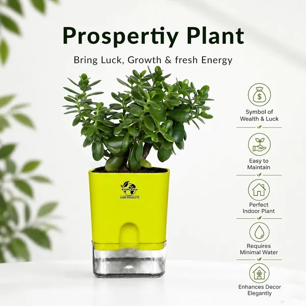 Jade_Plant_With_Self_Watering_Pot