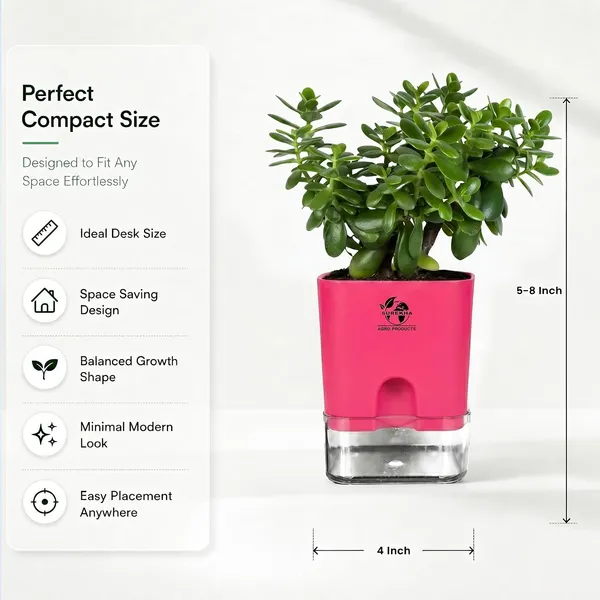 Jade_Plant_With_Self_Watering_Pot