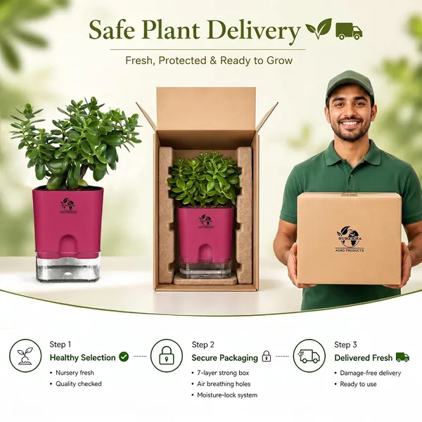 Jade_Plant_With_Self_Watering_Pot