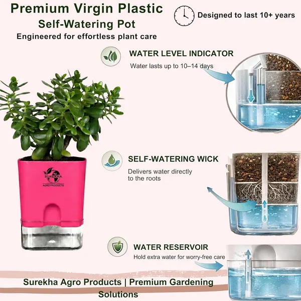 Jade_Plant_With_Self_Watering_Pot