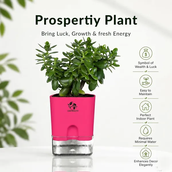 Jade_Plant_With_Self_Watering_Pot