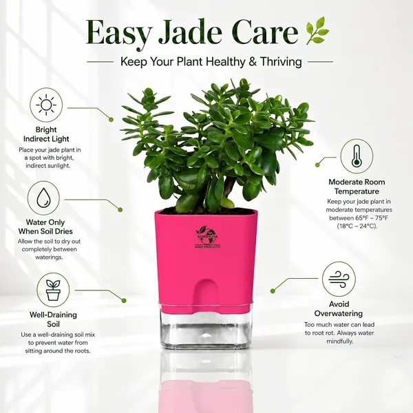 Jade_Plant_With_Self_Watering_Pot
