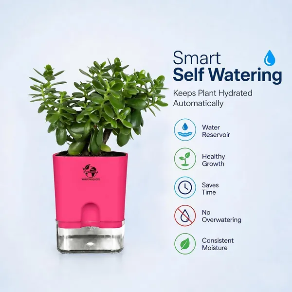 Jade_Plant_With_Self_Watering_Pot