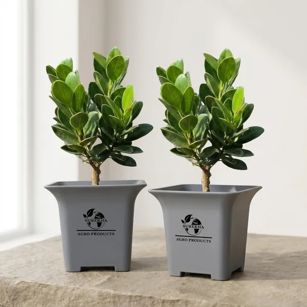 Ficus_Bonsai_Plant_With_Pot_-_Pack_Of_4