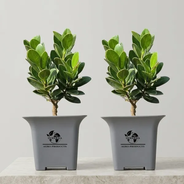 Ficus_Bonsai_Plant_With_Pot_-_Pack_Of_4