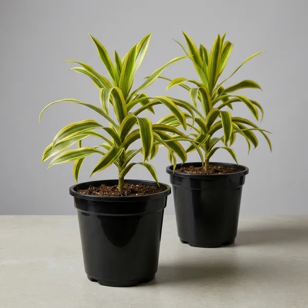 Dracaena_Reflexa_Live_Plant_With_Pot_Pack_Of_4