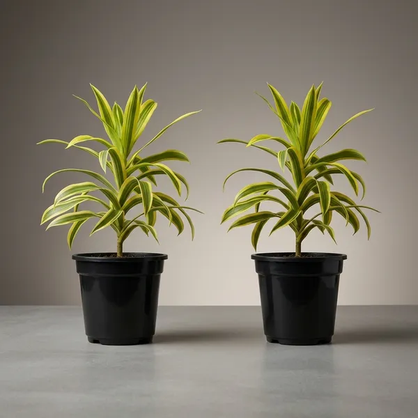 Dracaena_Reflexa_Live_Plant_With_Pot_Pack_Of_4