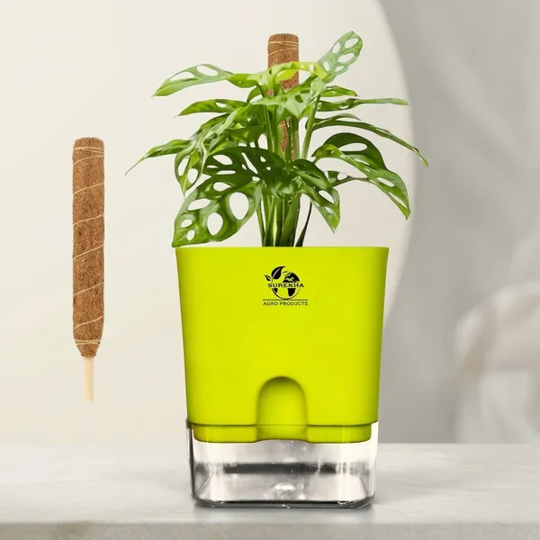Philodendron_With_Self_Watering_Pot_And_Moss_Stick