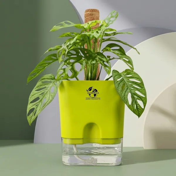 Philodendron_With_Self_Watering_Pot_And_Moss_Stick