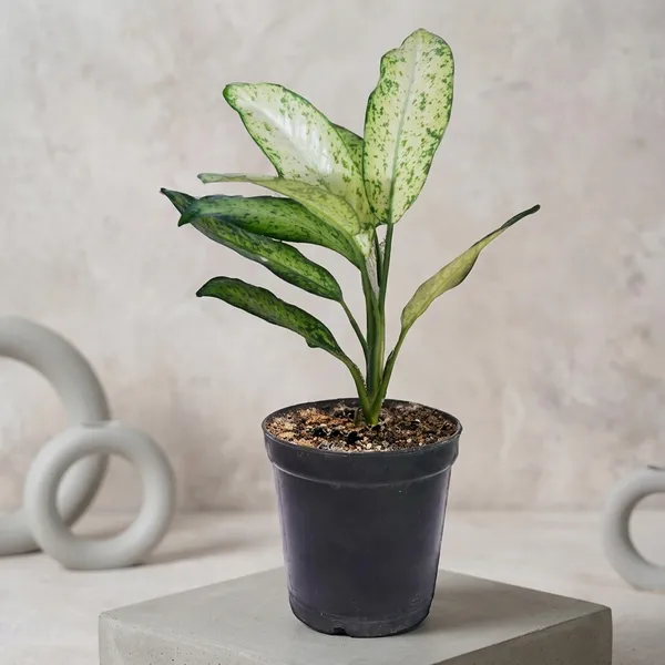 Aglaonema_Indoor_Plant_In_Pot
