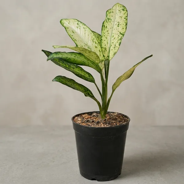 Aglaonema_Indoor_Plant_In_Pot