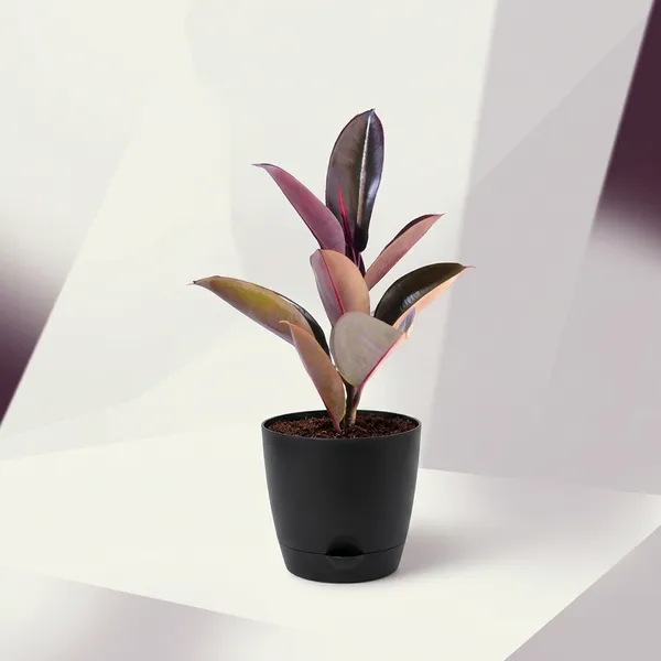 Rubber_Plant_With_Self_Watering_Pot