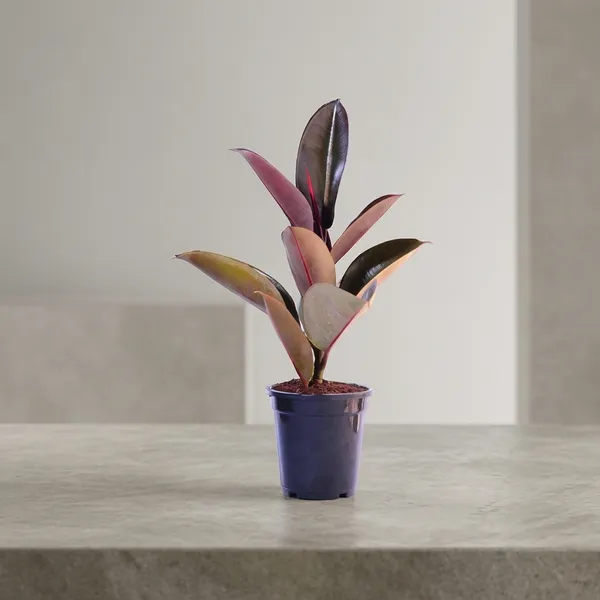 Rubber_Plant_With_Self_Watering_Pot