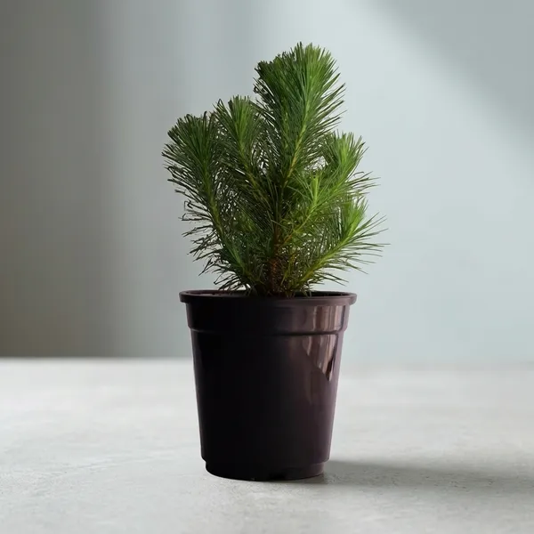 Dwarf_Pine_Tree_Live_Plant