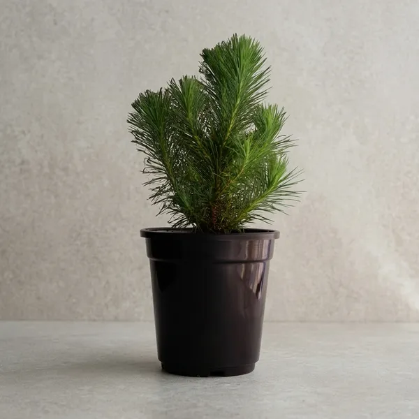 Dwarf_Pine_Tree_Live_Plant