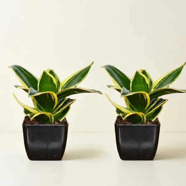 Snake_Plant_(Golden_Hahnii)_With_small_plastic_Pot_-_Pack_Of_2