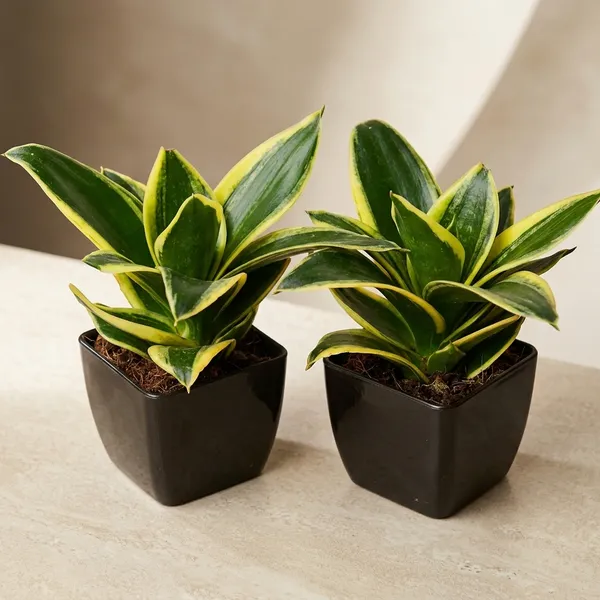 Snake_Plant_(Golden_Hahnii)_With_small_plastic_Pot_-_Pack_Of_2