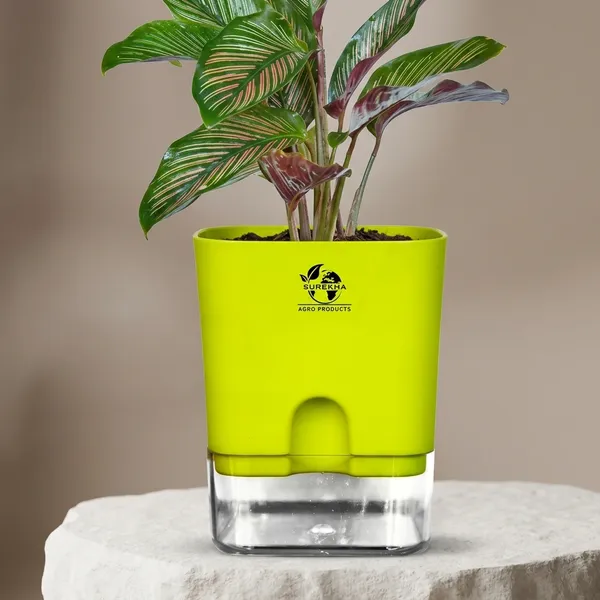Calathea_Ornata_Live_Plant_In_Self_Watering_Pot