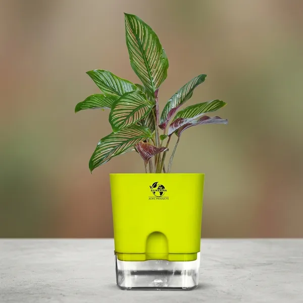 Calathea_Ornata_Live_Plant_In_Self_Watering_Pot