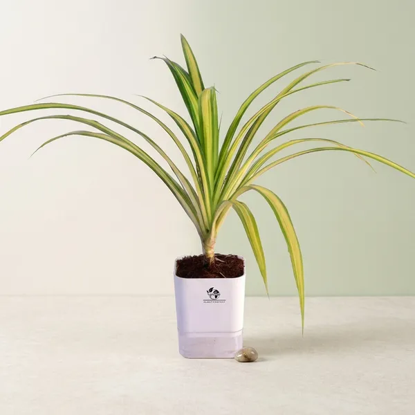 Spider_Plant_In_Self_Watering_Pot