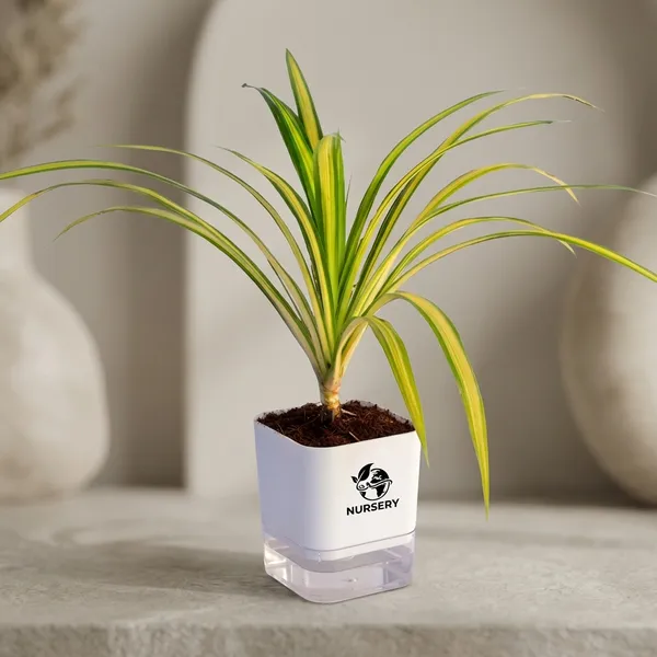 Spider_Plant_In_Self_Watering_Pot