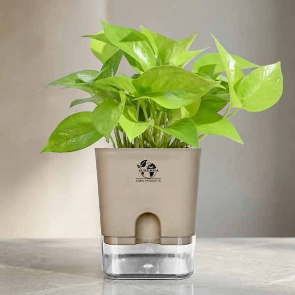 Golden_Money_Plant_In_Self_Watering_Pot