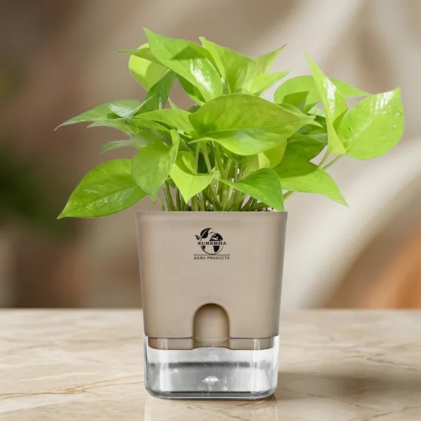 Golden_Money_Plant_In_Self_Watering_Pot