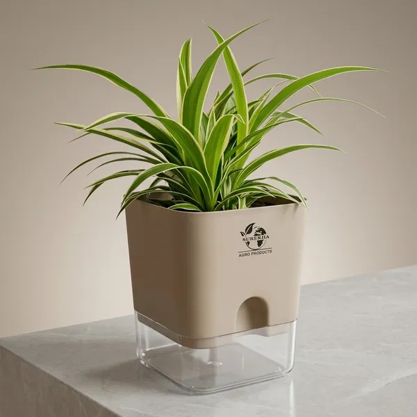 Spider_(Chlorophytum)_Indoor_Plant_With_Self_Watering_Pot
