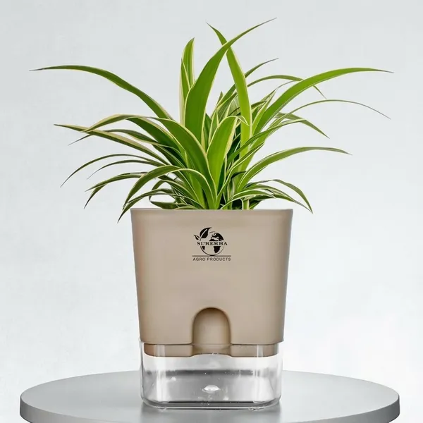 Spider_(Chlorophytum)_Indoor_Plant_With_Self_Watering_Pot